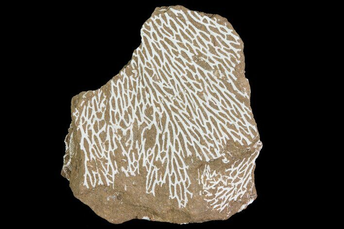 Ordovician Bryozoans (Chasmatopora) Plate - Estonia #73459
